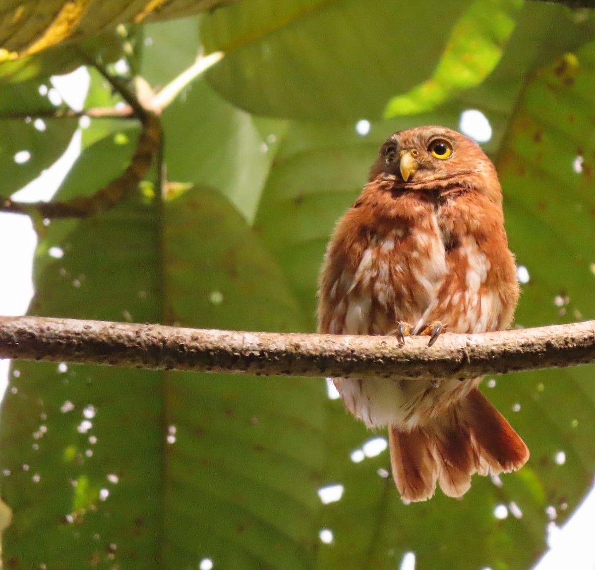 Ferruginous Pygmy-Owl - Sergio Andrés  Cuéllar Ramírez