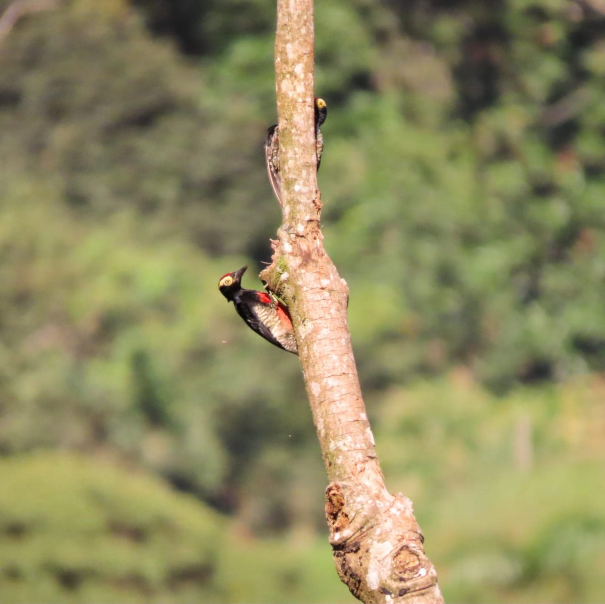 Yellow-tufted Woodpecker - ML254551091