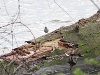 Spotted Sandpiper - ML254554451