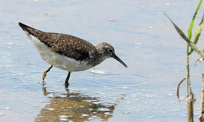 Solitary Sandpiper - ML254554691