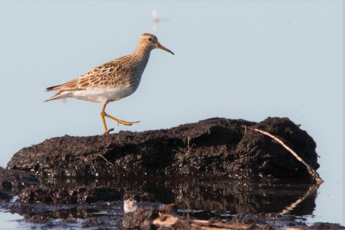 アメリカウズラシギ - ML254554741