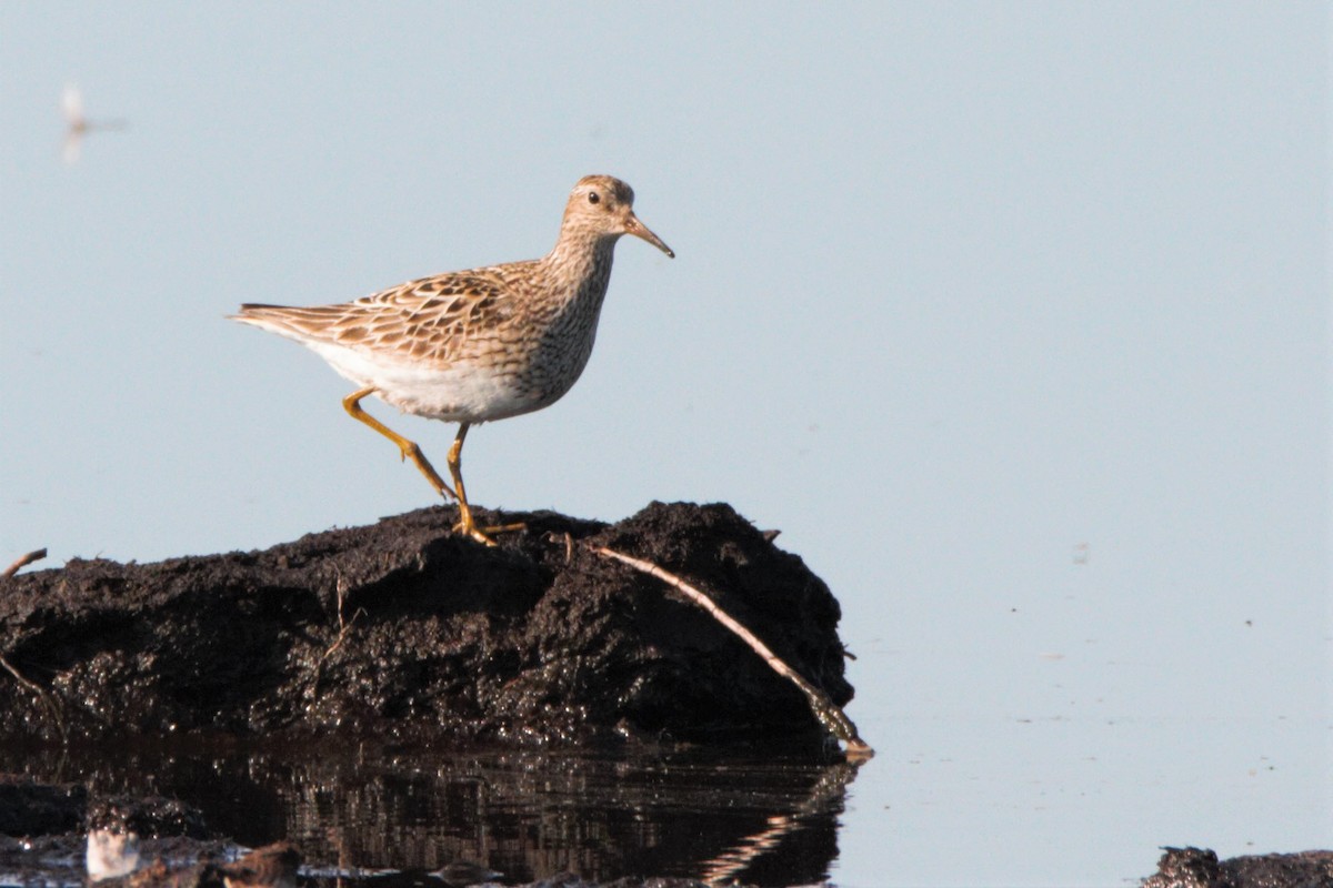 Graubrust-Strandläufer - ML254554751