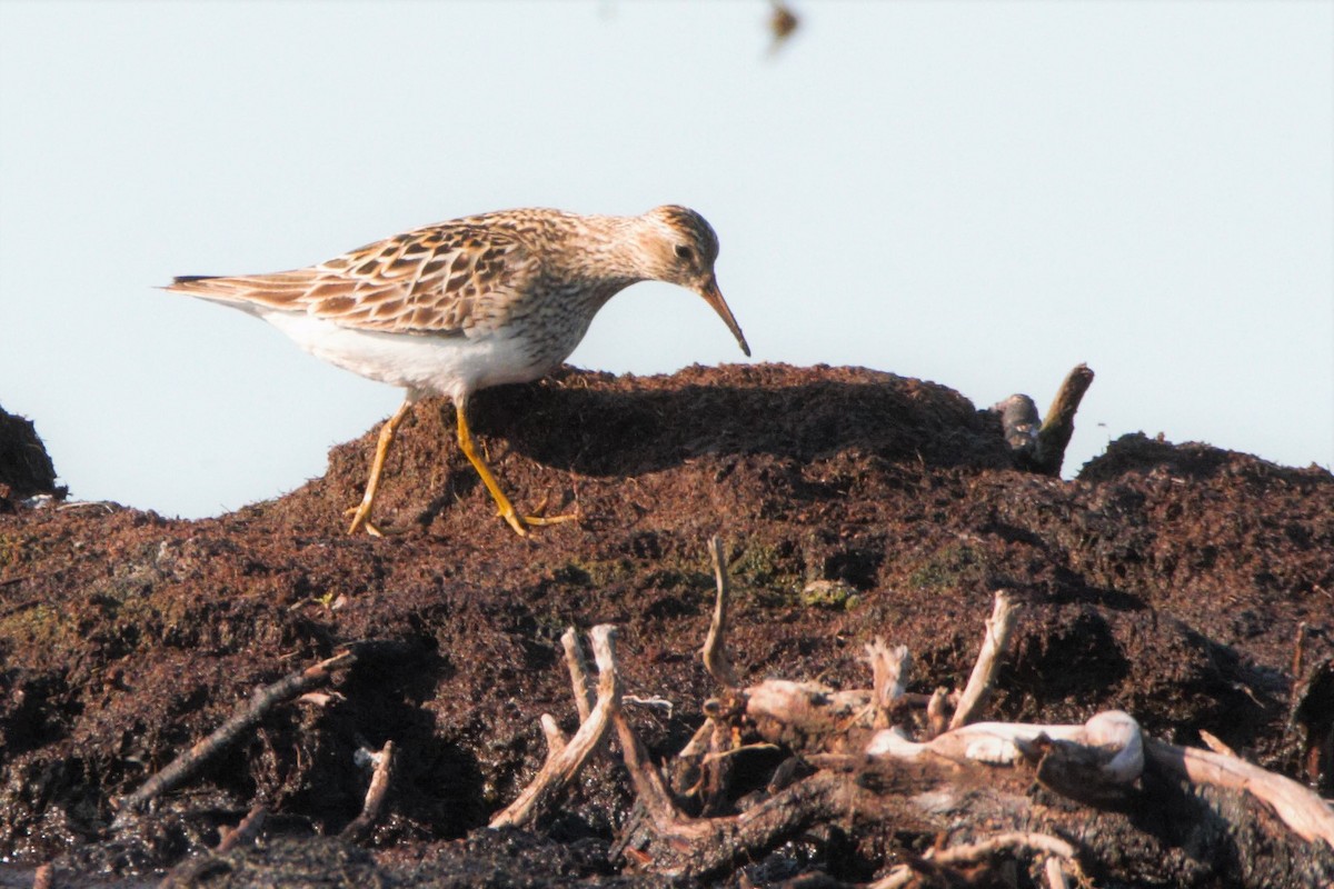 Pectoral Sandpiper - Mitch (Michel) Doucet