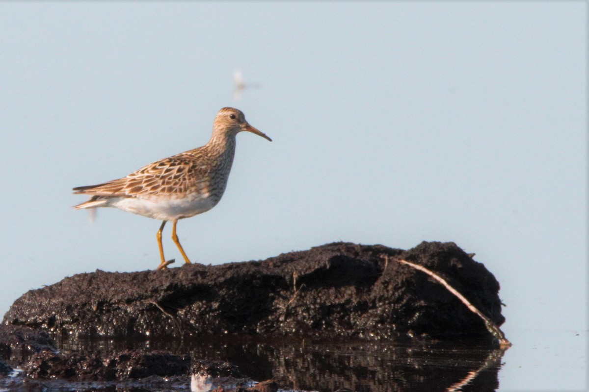 アメリカウズラシギ - ML254554771