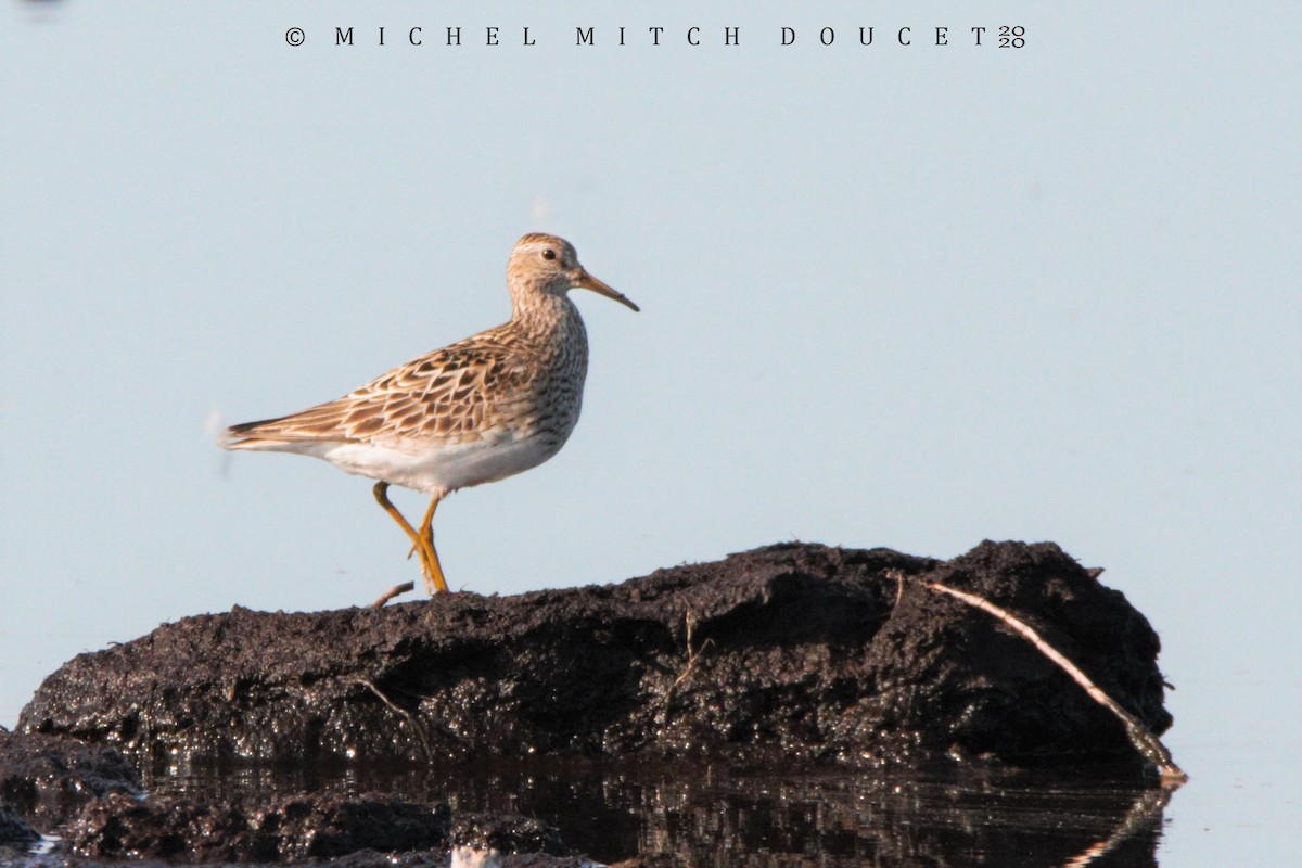 Pectoral Sandpiper - Mitch (Michel) Doucet