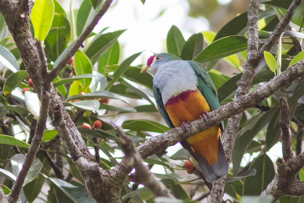 Beautiful Fruit-Dove - ML254555301