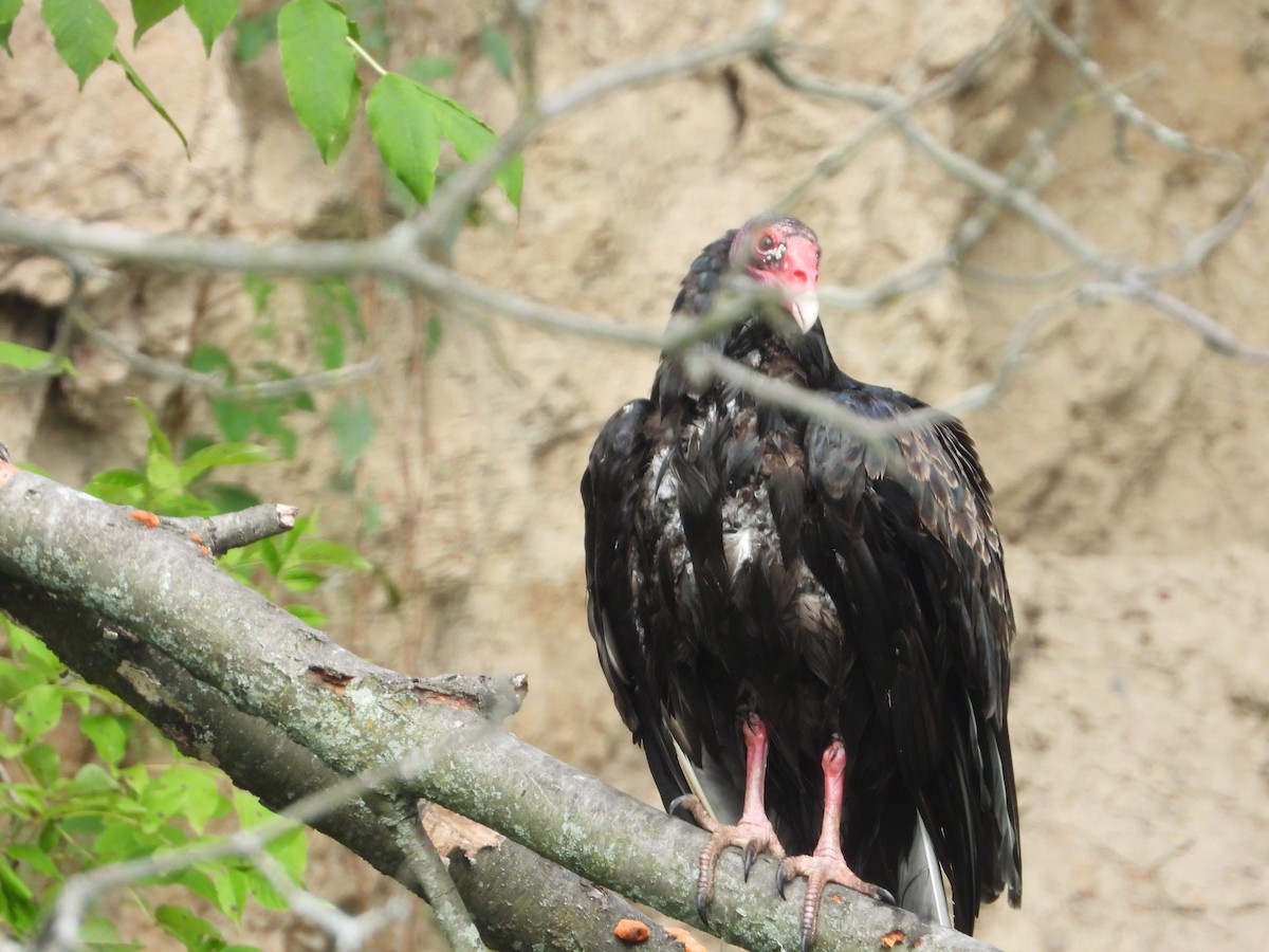Turkey Vulture - ML254555411