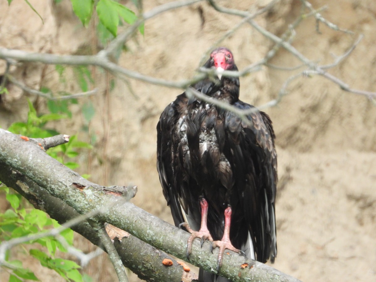 Turkey Vulture - ML254555521