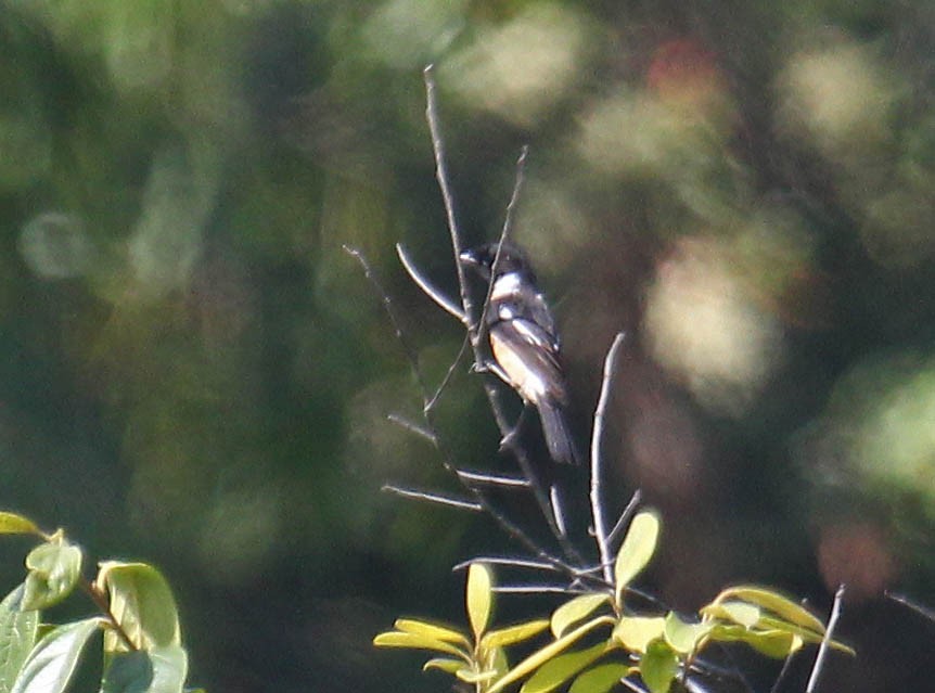 Siberian Stonechat (Przevalski's) - ML25455611