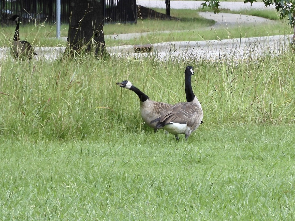Canada Goose - ML254557961