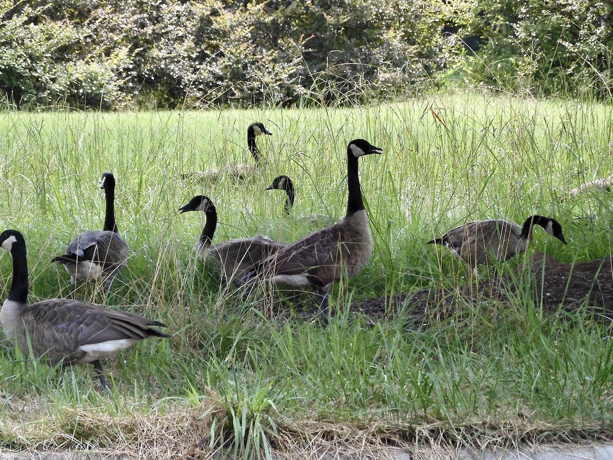 Canada Goose - ML254558221