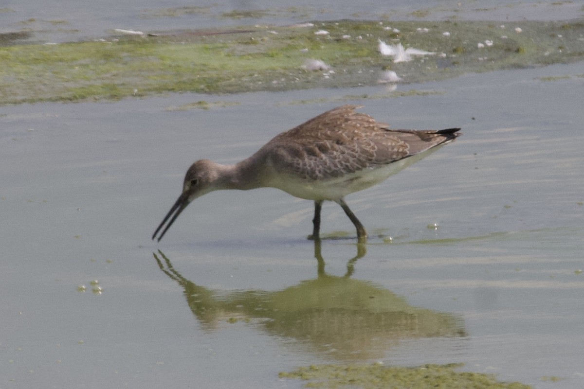 Willet - Andrew Bell