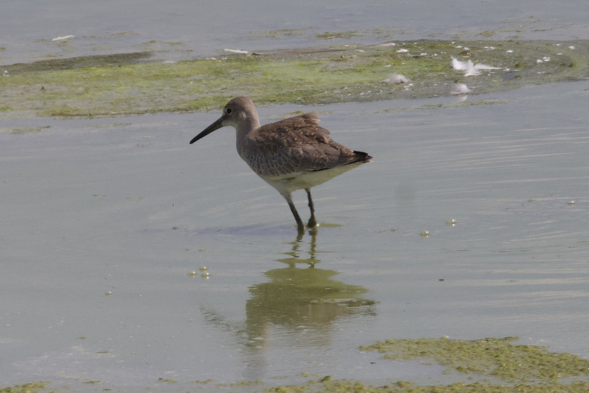 Willet - ML254558571