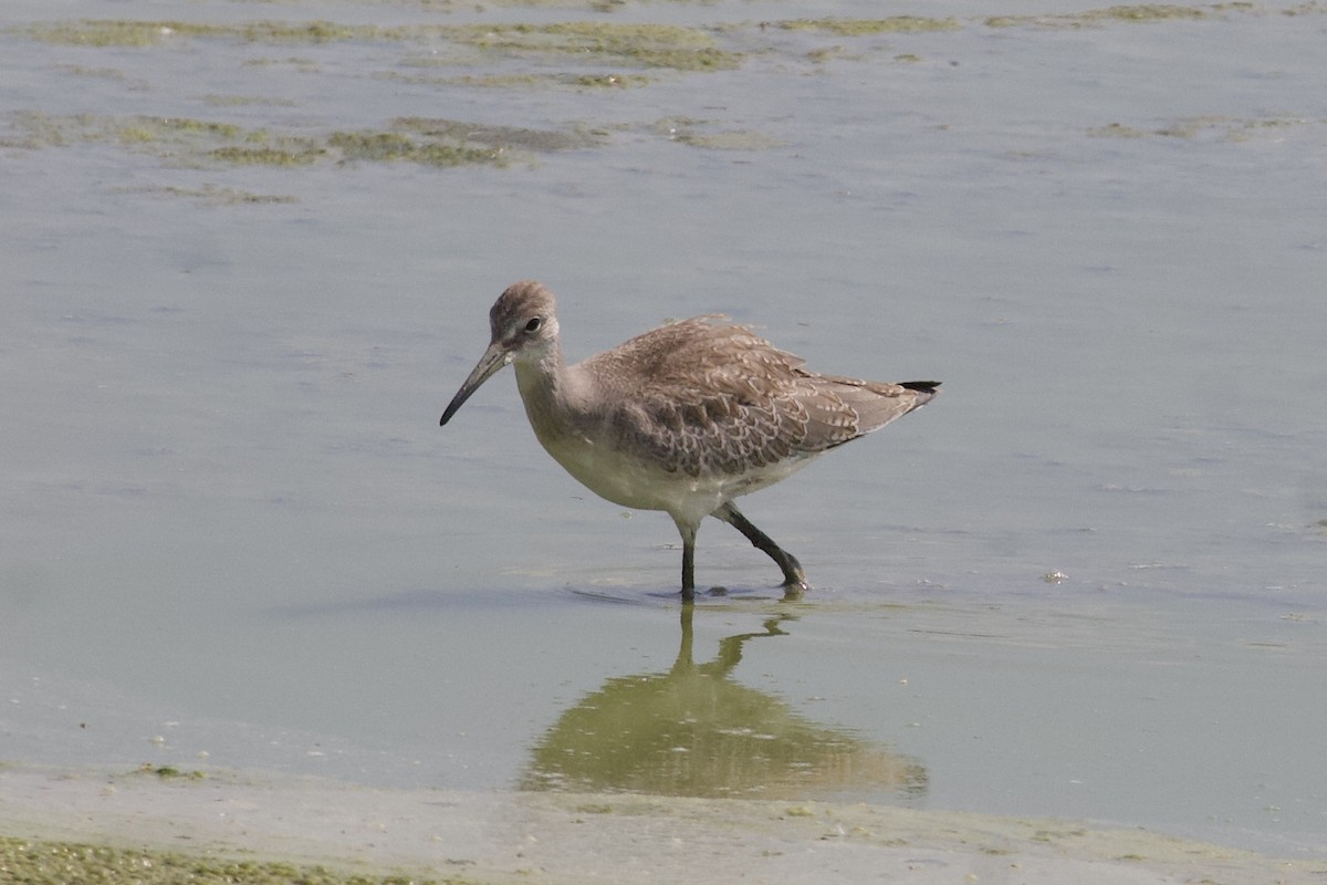 Willet - ML254558591