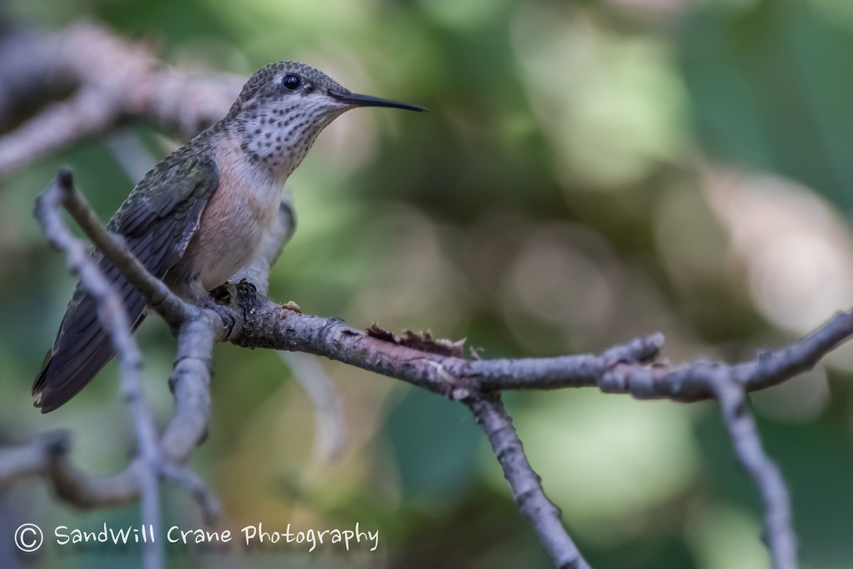 Rufous Hummingbird - ML254559671