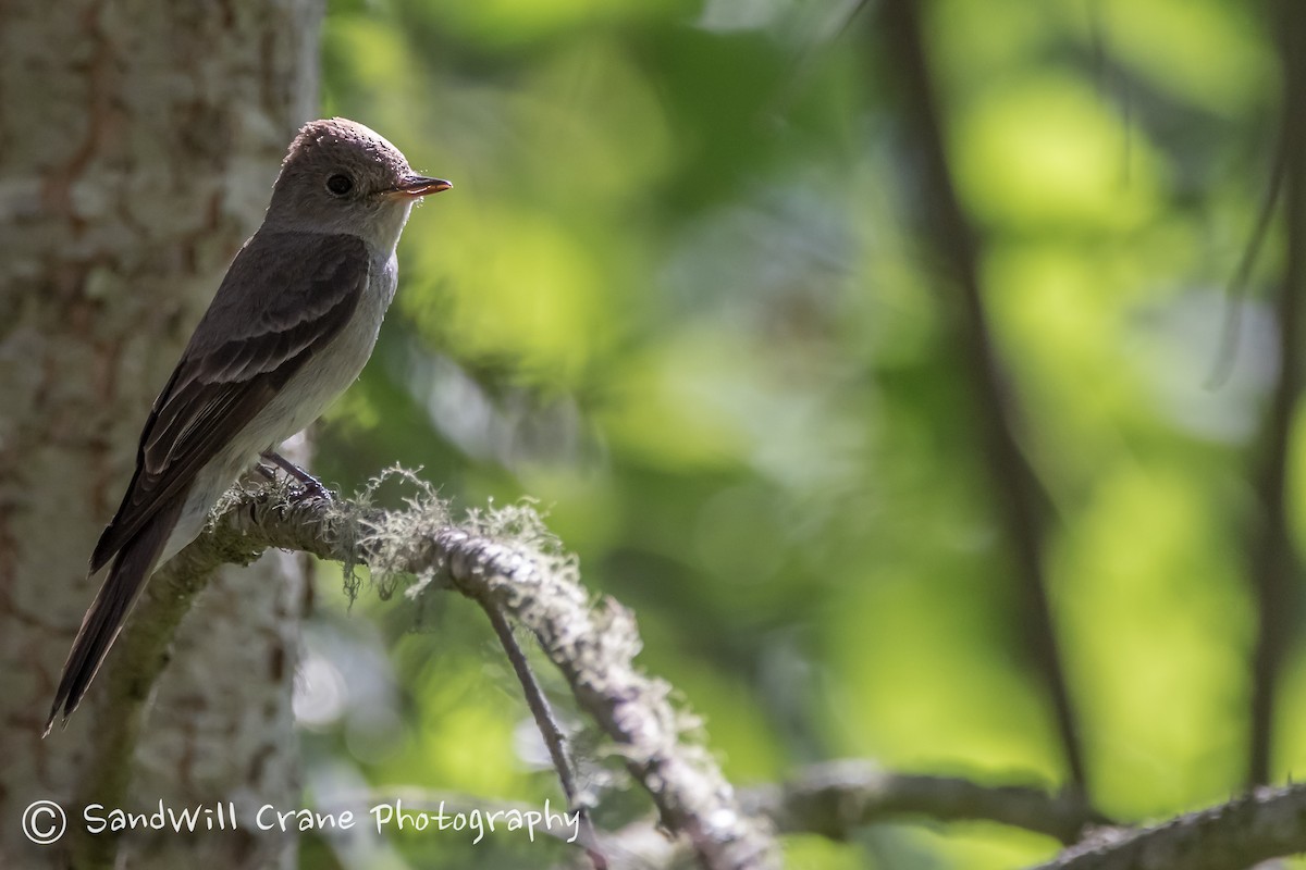 Western Wood-Pewee - Will Sebern