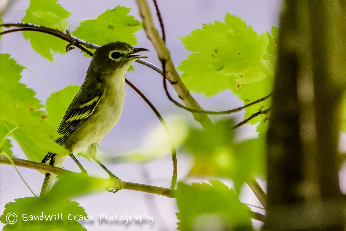 Vireo de Cassin - ML254559741