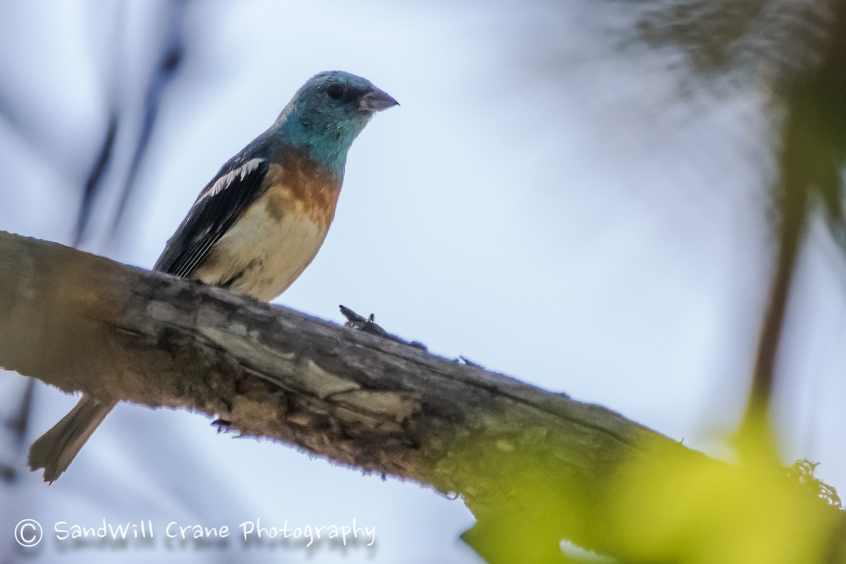 Lazuli Bunting - ML254559781