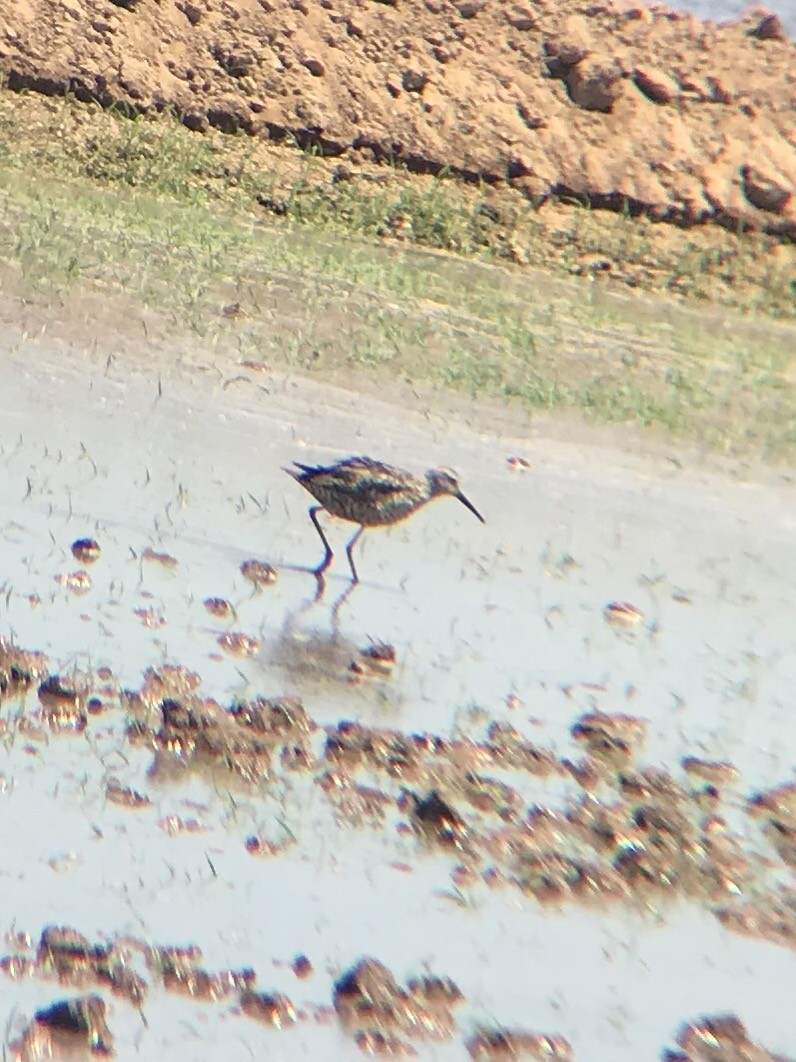 Stilt Sandpiper - Konshau Duman