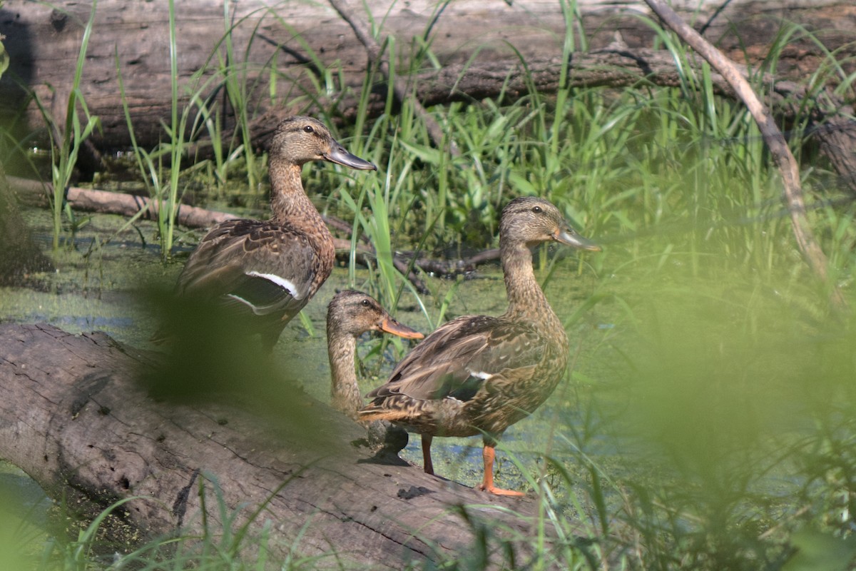 Basahatea - ML254564361