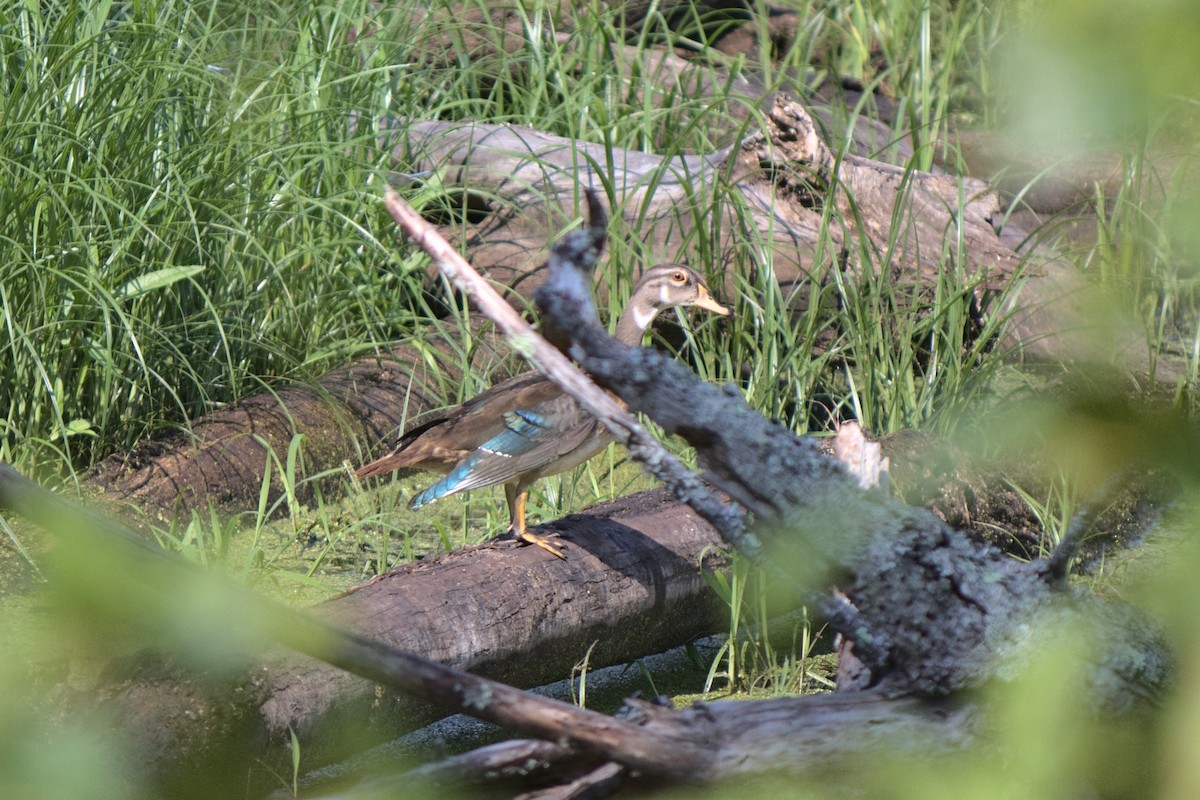 Wood Duck - ML254564371