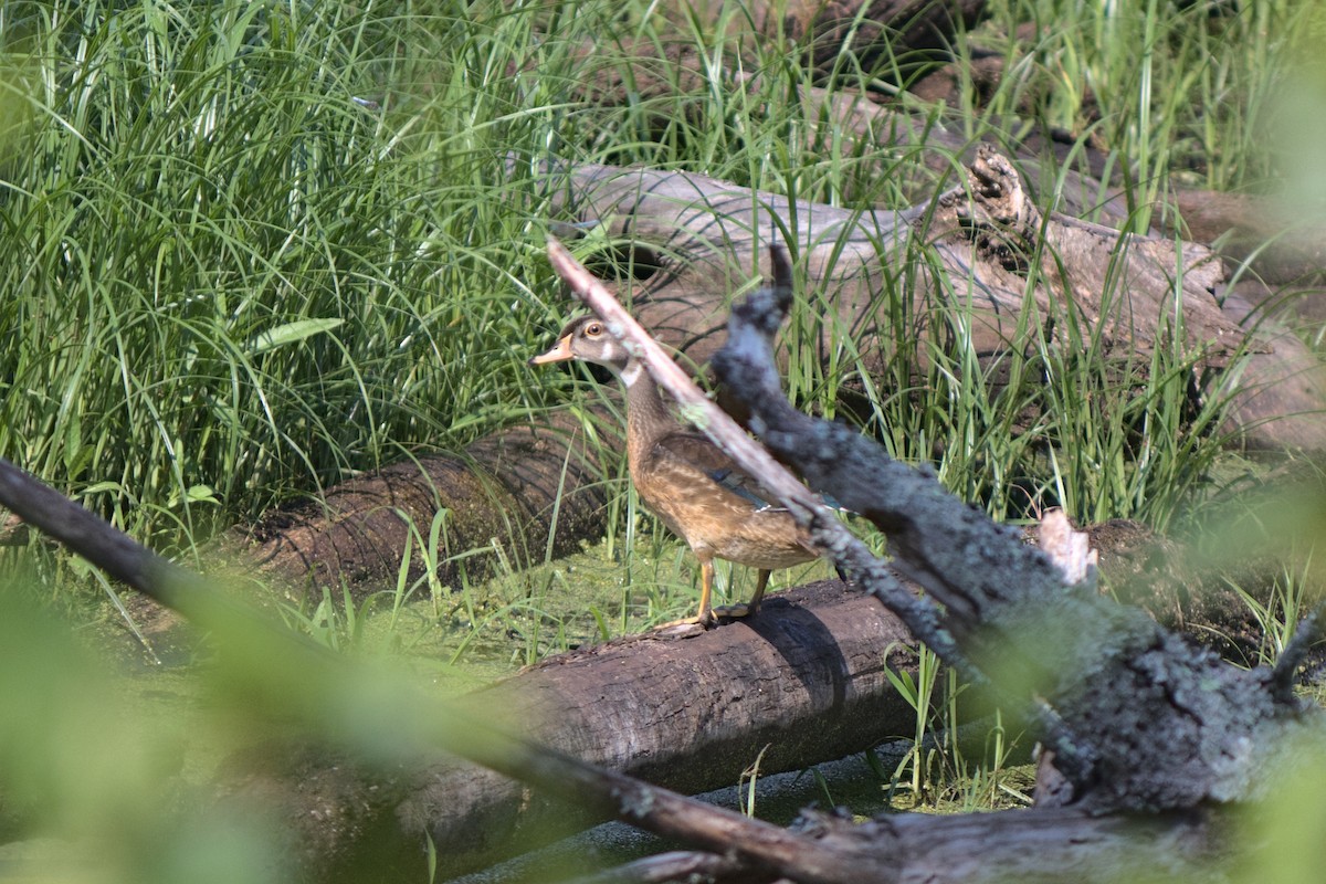Wood Duck - ML254564471