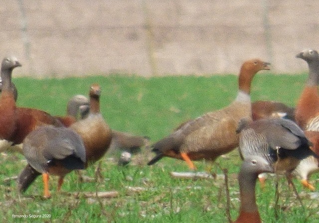 Ruddy-headed Goose - ML254565661