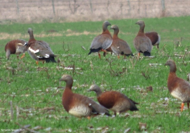 Ashy-headed Goose - ML254565781