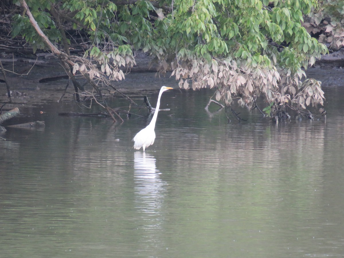 Great Egret - ML254566171