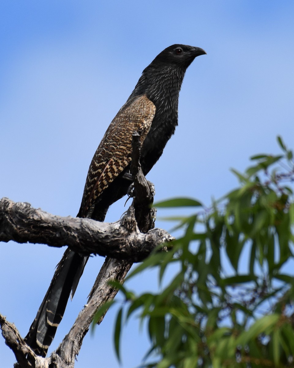 Pheasant Coucal - ML254569141