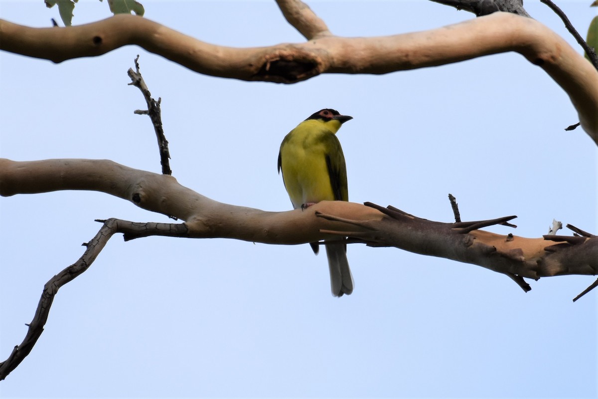 Australasian Figbird - Mark and Angela McCaffrey