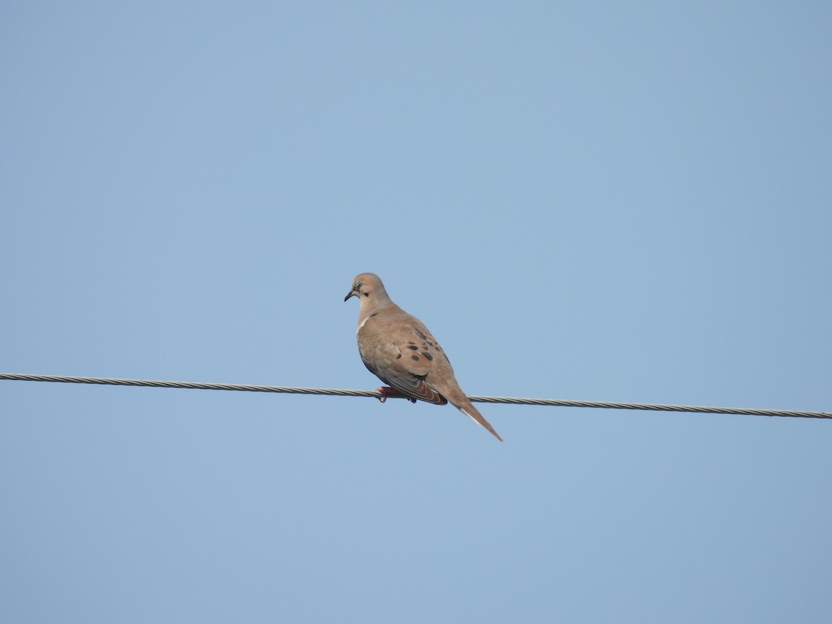 Mourning Dove - ML254570031