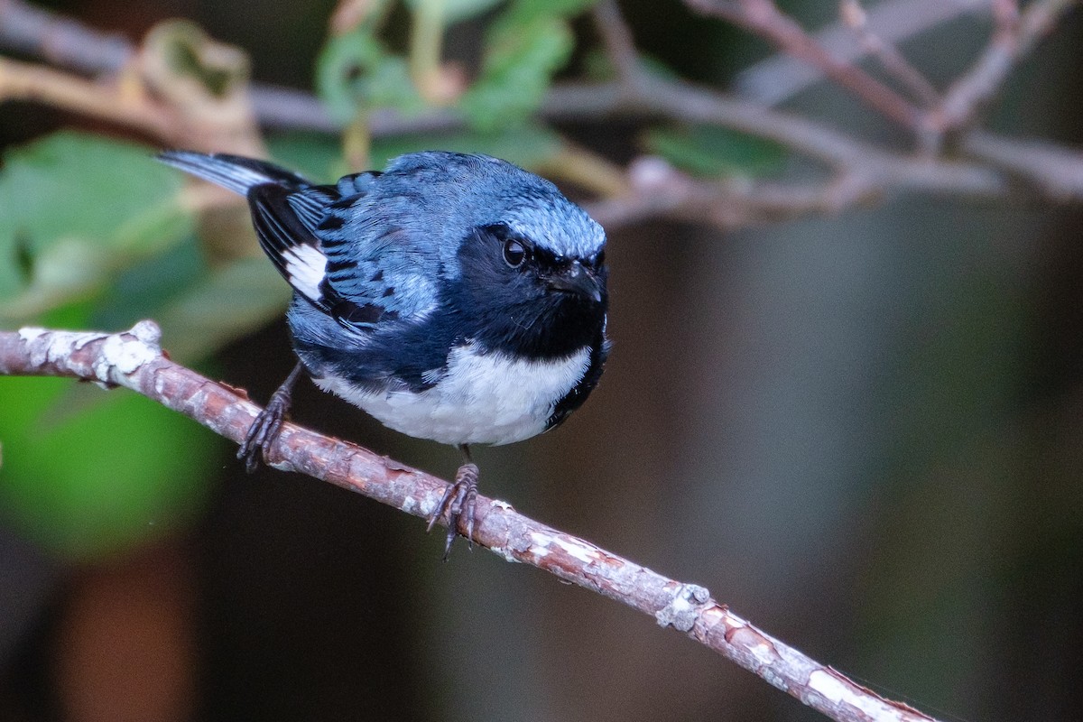 Black-throated Blue Warbler - ML254571841