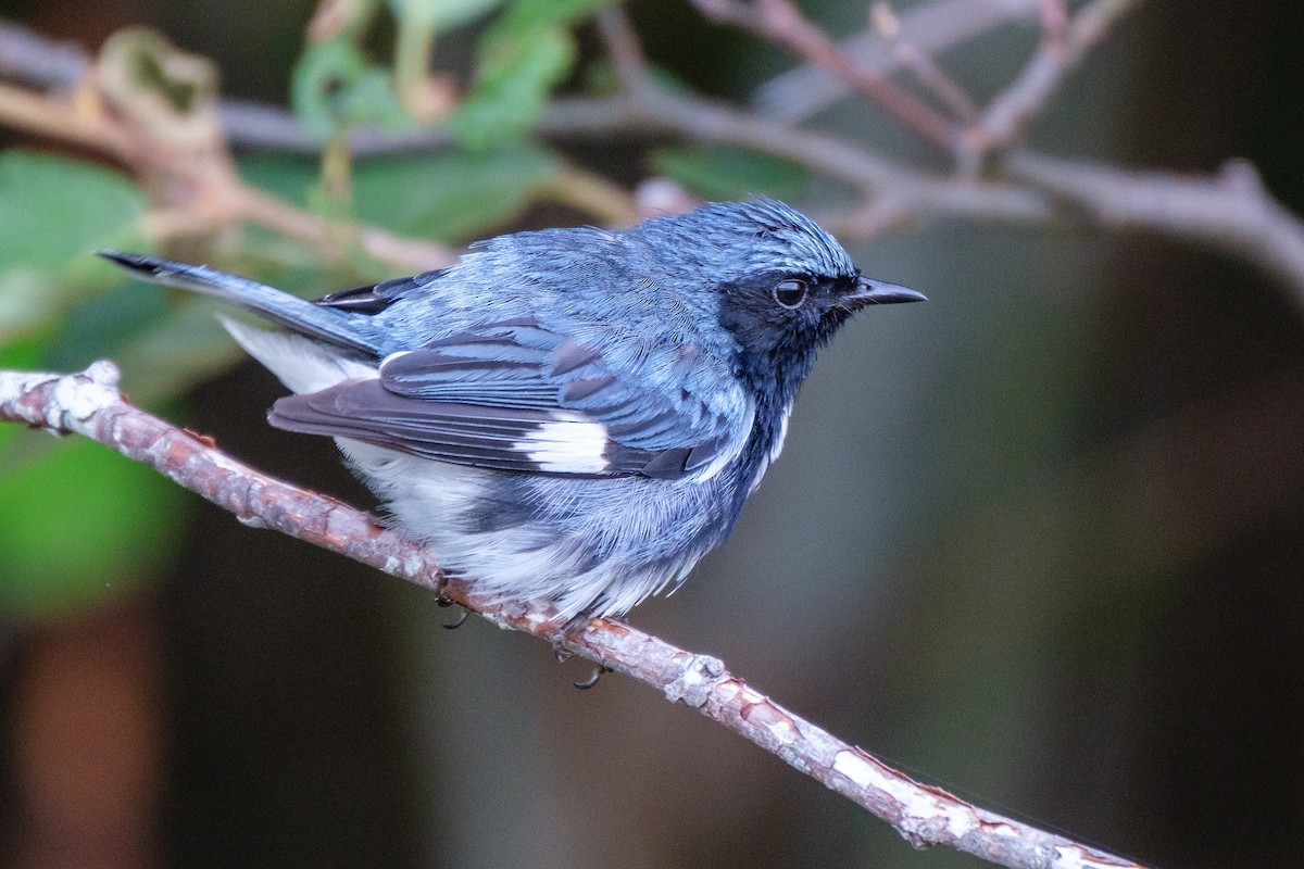 Black-throated Blue Warbler - ML254571861