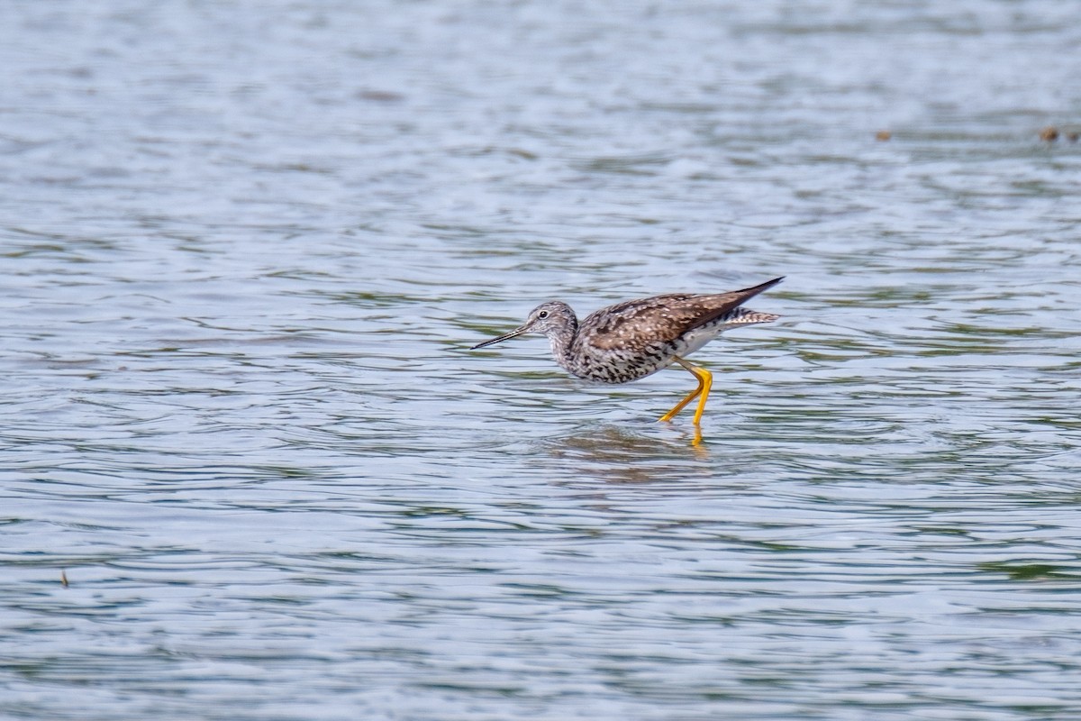 Greater Yellowlegs - ML254572031