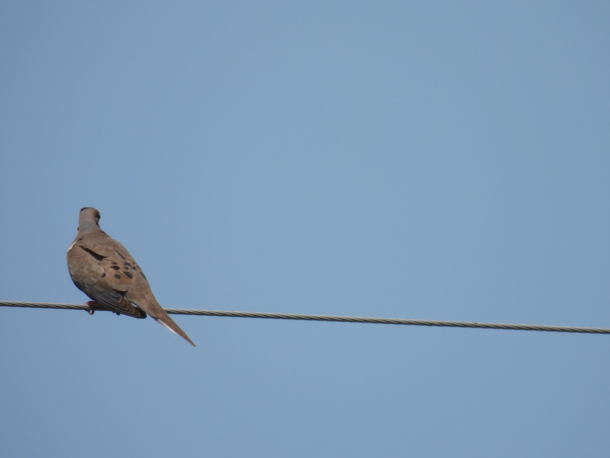 Mourning Dove - Jane Edelman