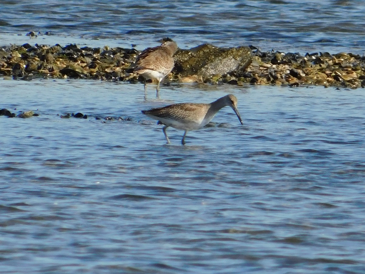 Willet - ML254572181