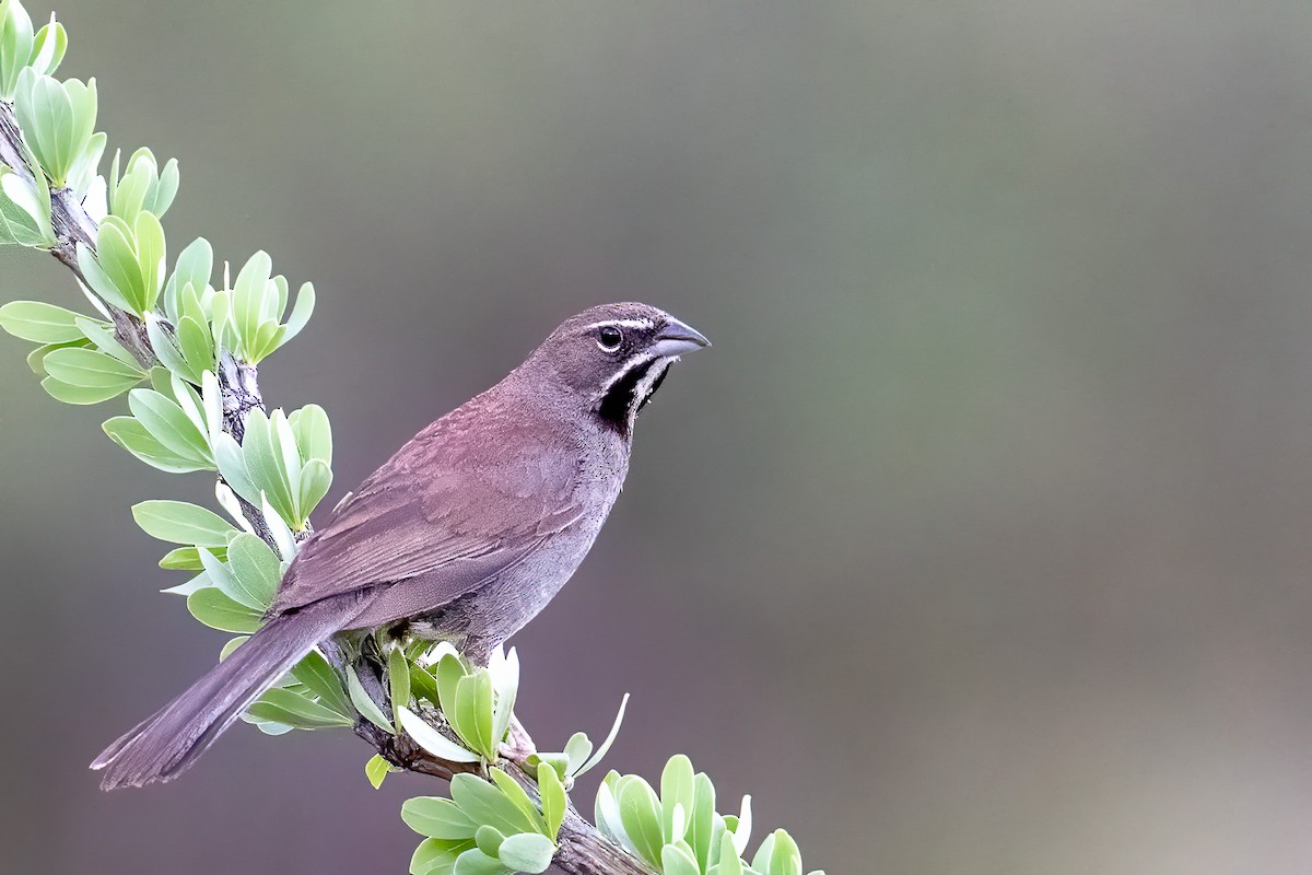 Five-striped Sparrow - John Missing