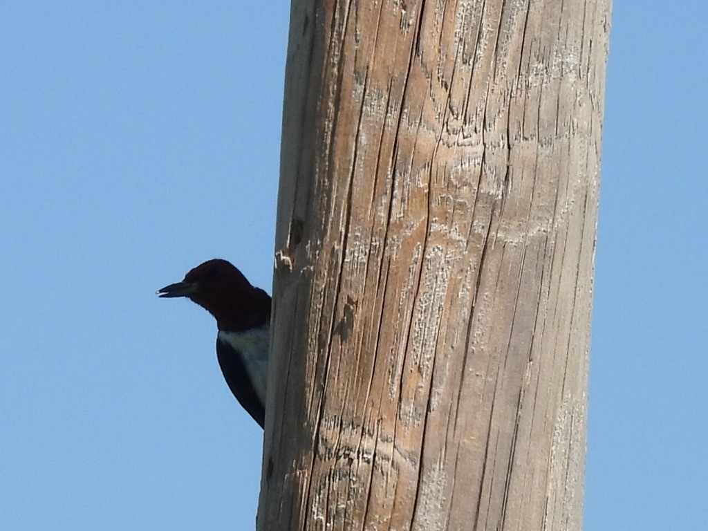 Pic à tête rouge - ML254572541