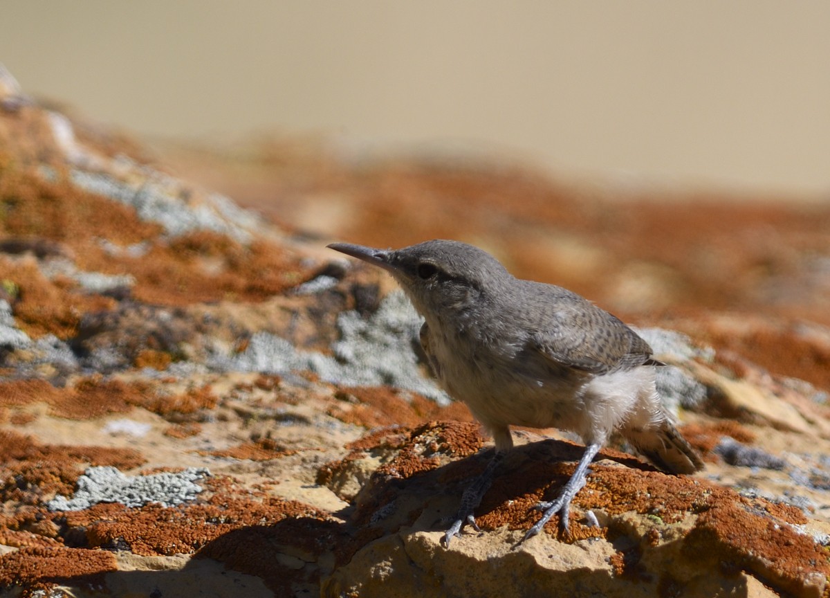 Rock Wren - ML254573231