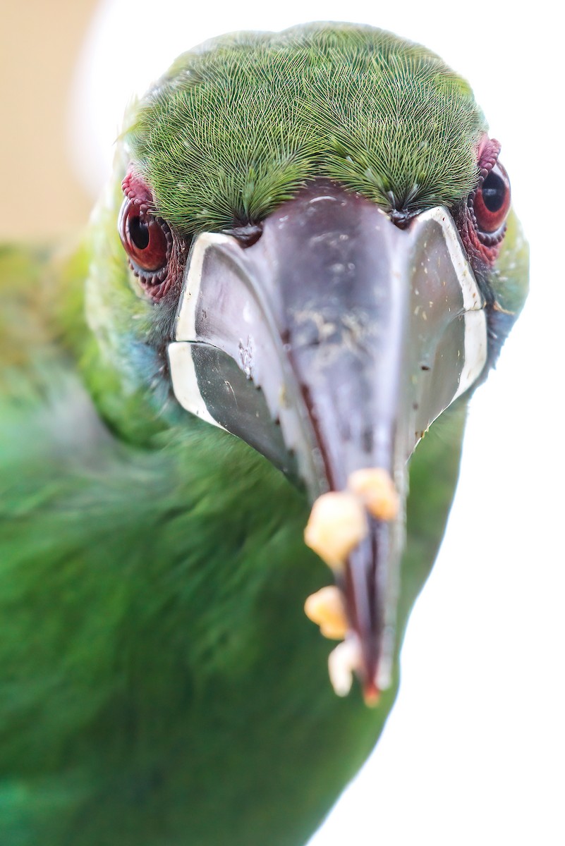 Crimson-rumped Toucanet - ML254574021