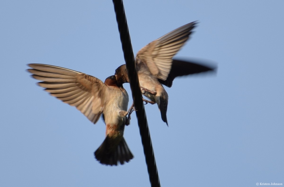 Cliff Swallow - ML254575521