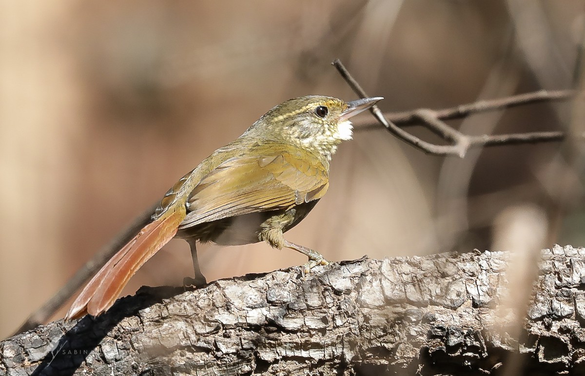 Buff-browed Foliage-gleaner - ML254576121