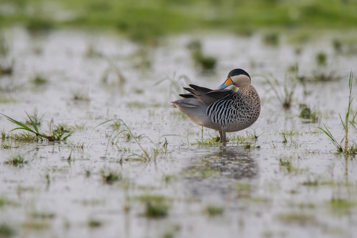 Silver Teal - ML254577291