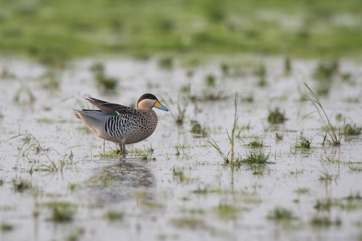 Silver Teal - Pablo Re