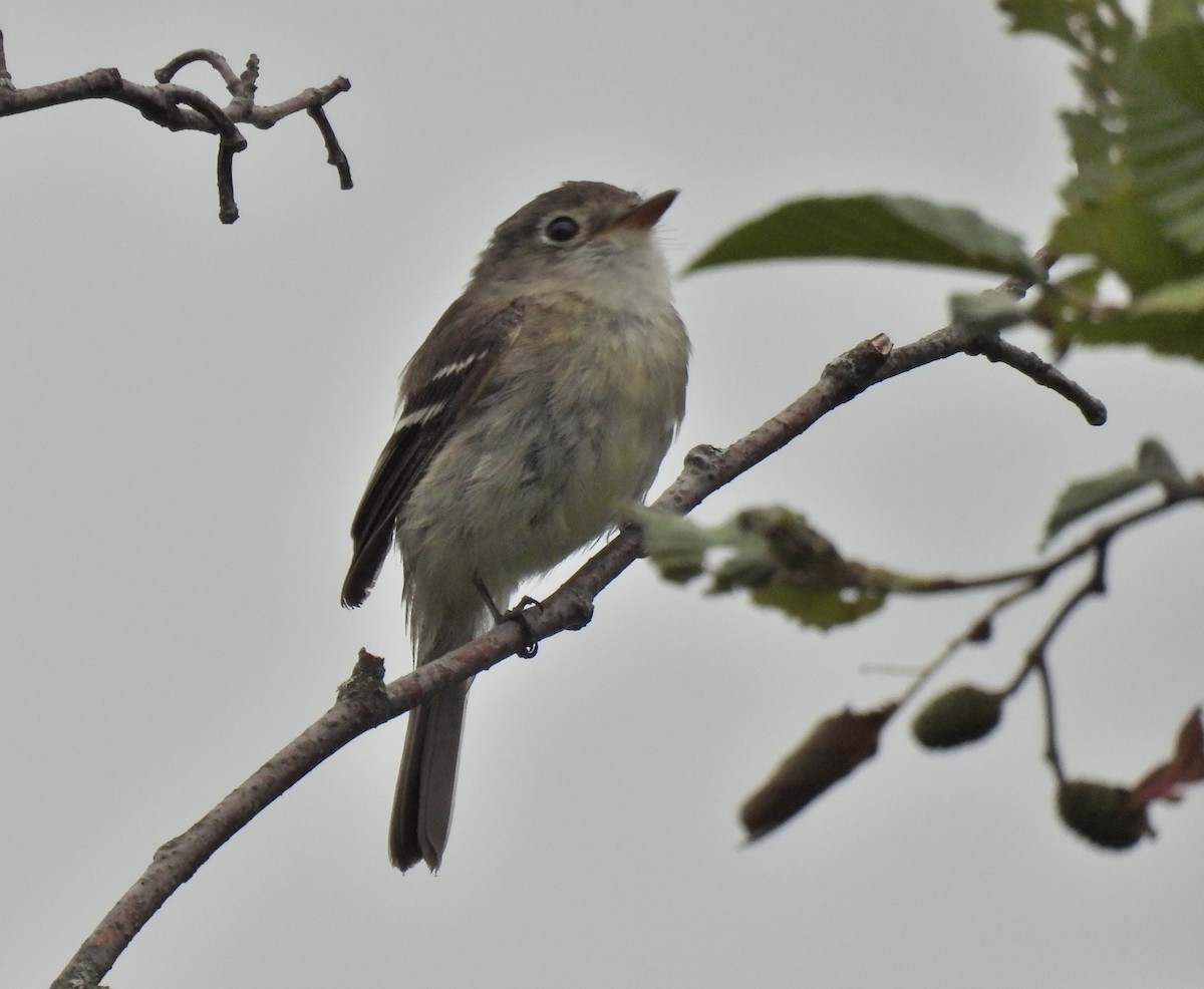 Least Flycatcher - ML254578351