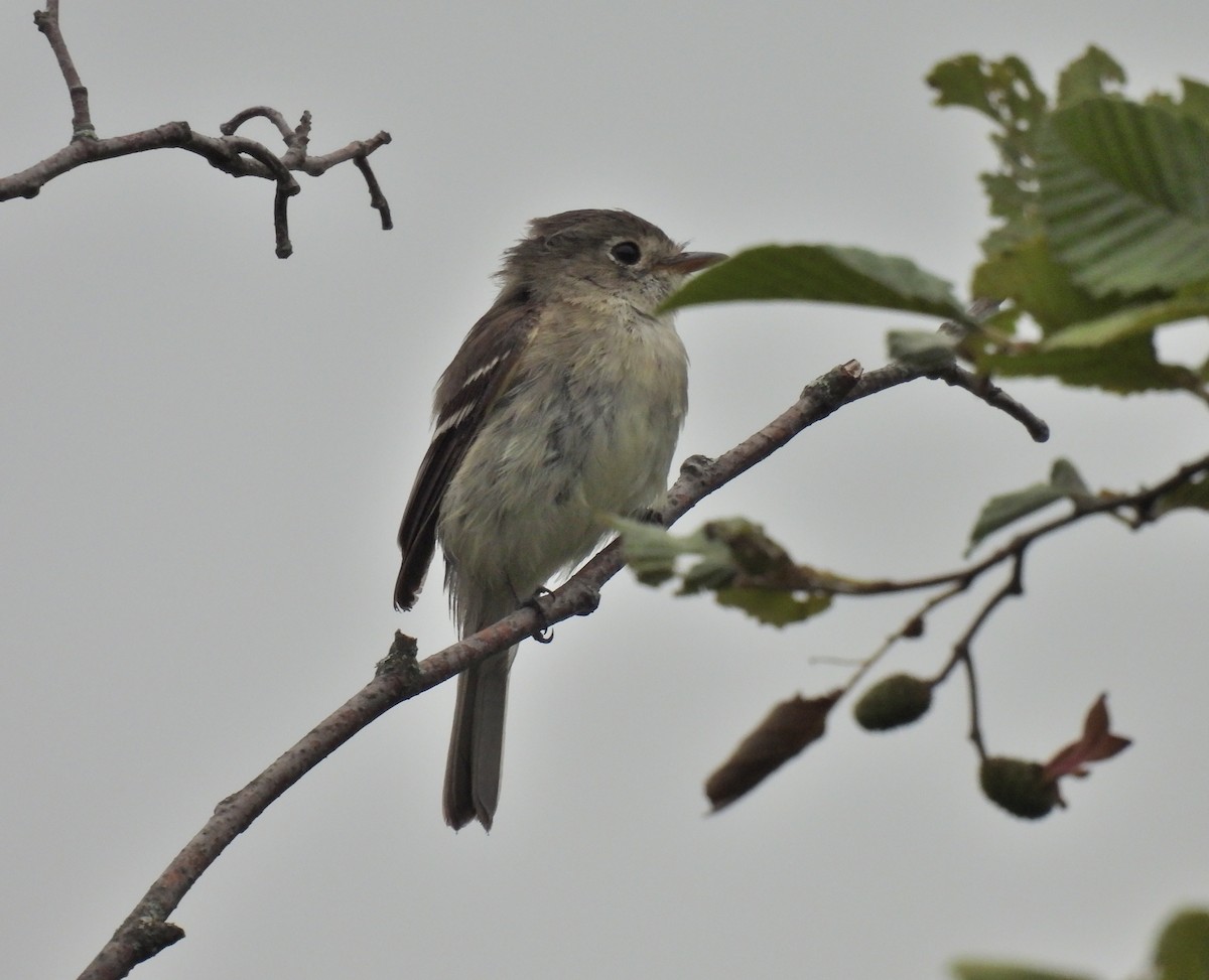 Least Flycatcher - ML254578361