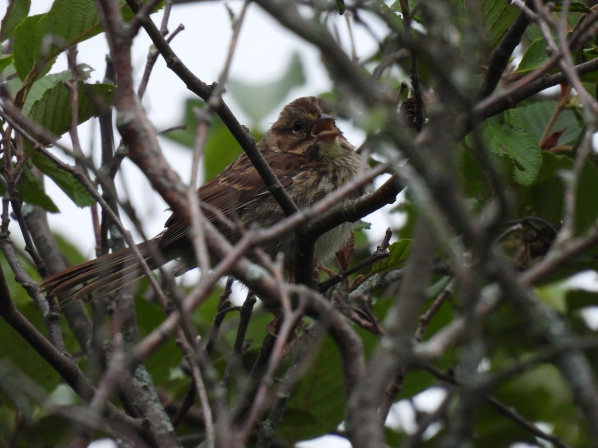 Song Sparrow - ML254578541