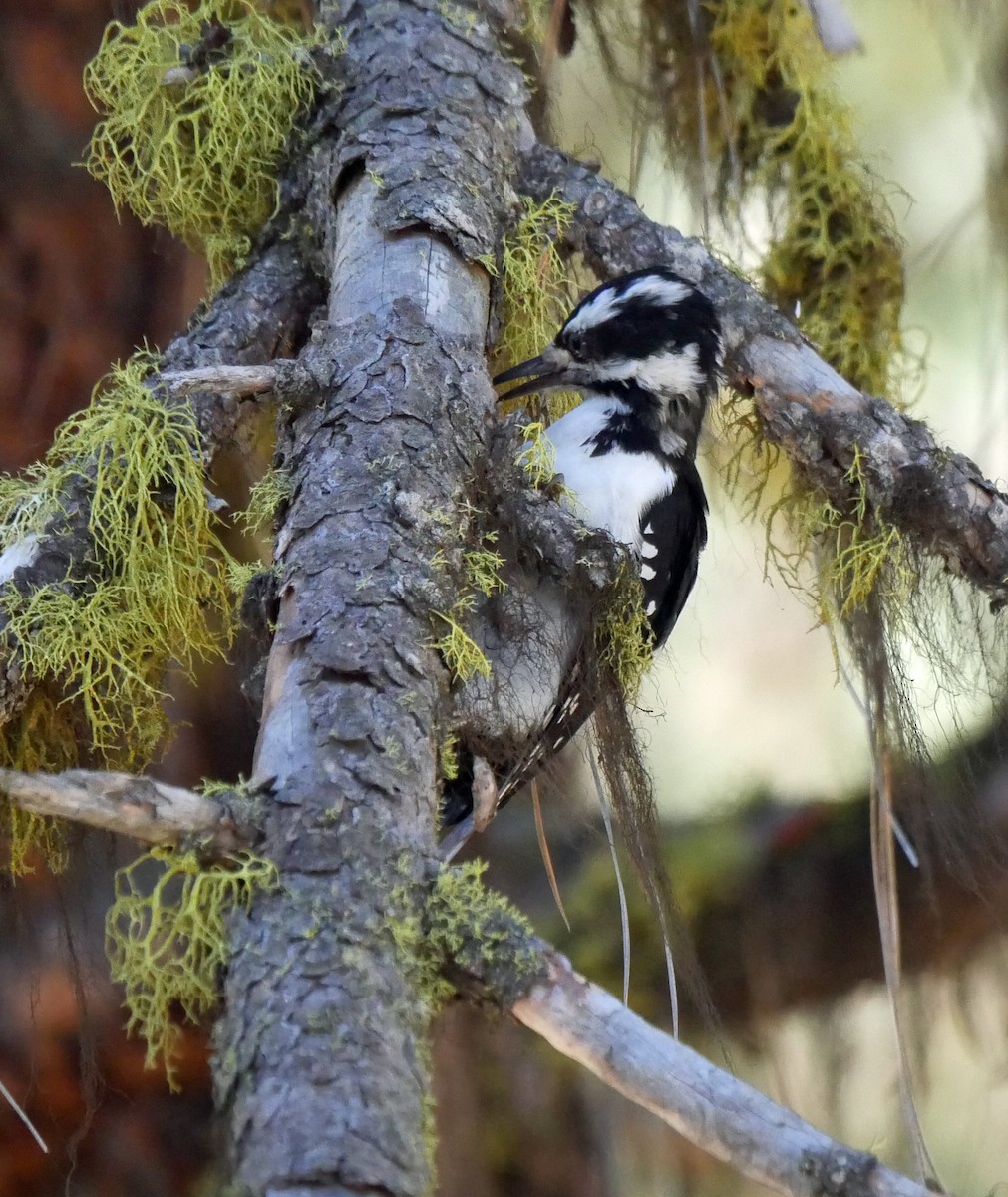 Hairy Woodpecker - ML254579161