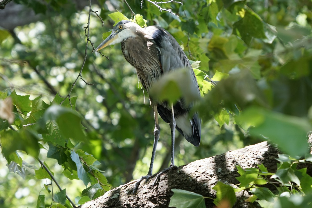 Great Blue Heron - ML254579861